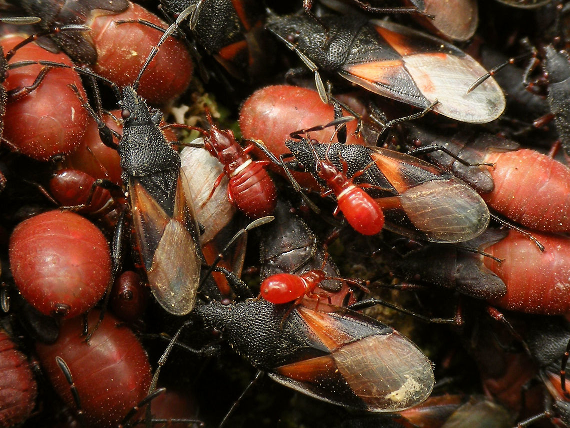 Oxycarenus lavaterae; Various life stages Images of various life stages from first population of this species found in the Netherlands.<br />
Photos taken in Maastricht, 2016-10-20<br />
Image used for article on Nature Today<br />
<a href="https://www.naturetoday.com/intl/nl/nature-reports/message/?msg=23062" rel="nofollow">https://www.naturetoday.com/intl/nl/nature-reports/message/?msg=23062</a> Geotagged,Hemiptera,Heteroptera,Lygaeidae,Netherlands,Oxycareninae,Oxycarenus,Oxycarenus lavaterae,nl: Lindenspitskop