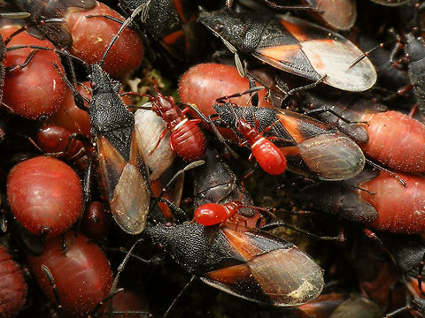 Oxycarenus lavaterae; Various life stages Images of various life stages from first population of this species found in the Netherlands.
Photos taken in Maastricht, 2016-10-20
Image used for article on Nature Today
https://www.naturetoday.com/intl/nl/nature-reports/message/?msg=23062 Geotagged,Hemiptera,Heteroptera,Lygaeidae,Netherlands,Oxycareninae,Oxycarenus,Oxycarenus lavaterae,nl: Lindenspitskop