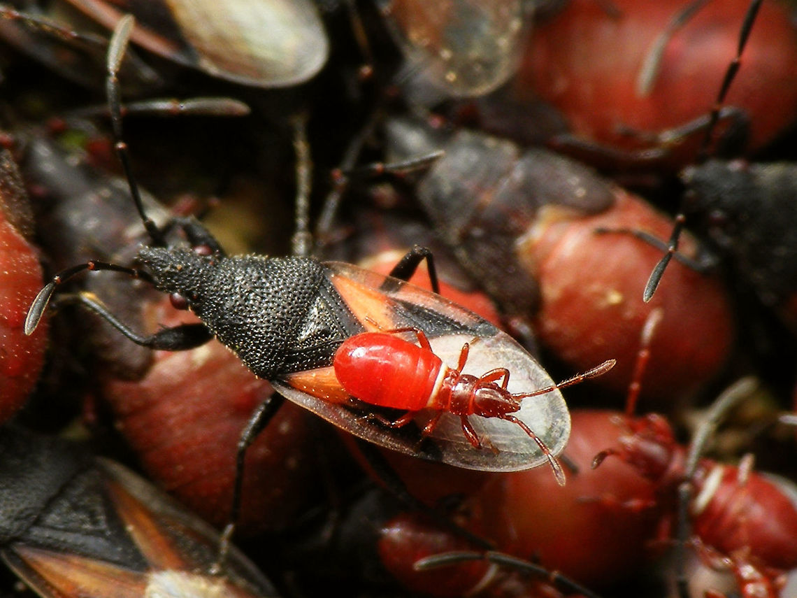 Oxycarenus lavaterae; Imago & early instar nymph Images of various life stages from first population of this species found in the Netherlands.<br />
Photos taken in Maastricht, 2016-10-20 Geotagged,Hemiptera,Heteroptera,Lygaeidae,Netherlands,Oxycareninae,Oxycarenus,Oxycarenus lavaterae,nl: Lindenspitskop