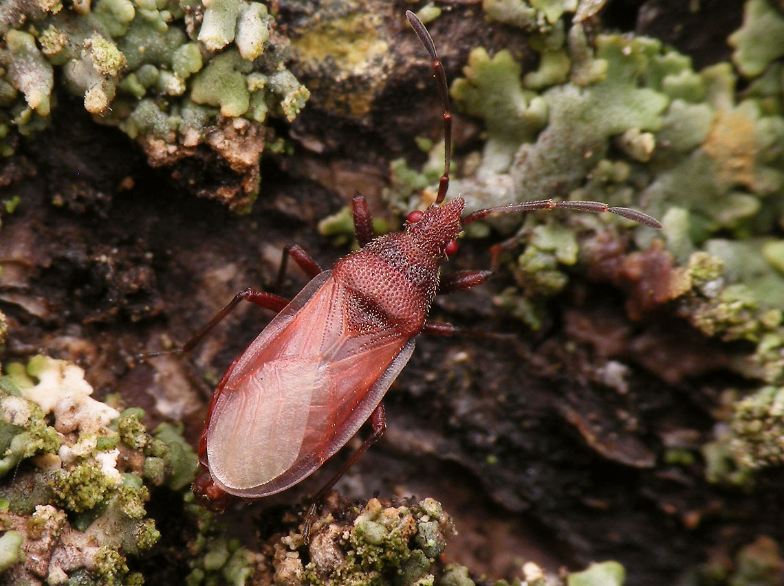 Oxycarenus lavaterae; Imago (teneral) Images of various life stages from first population of this species found in the Netherlands.<br />
Photos taken in Maastricht, 2016-10-20 Geotagged,Hemiptera,Heteroptera,Lygaeidae,Netherlands,Oxycareninae,Oxycarenus,Oxycarenus lavaterae,nl: Lindenspitskop