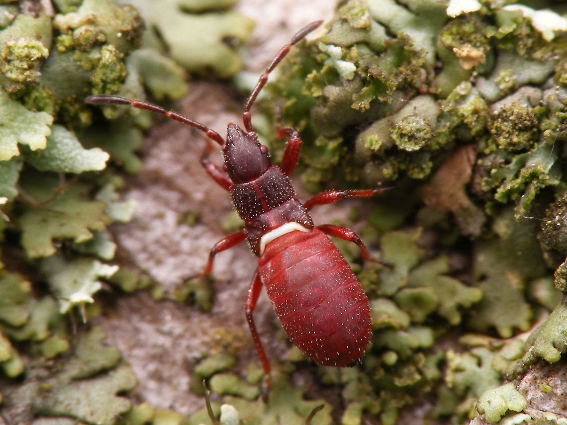 Oxycarenus lavaterae; 4th instar nymph Images of various life stages from first population of this species found in the Netherlands.<br />
Photos taken in Maastricht, 2016-10-20 Geotagged,Hemiptera,Heteroptera,Lygaeidae,Netherlands,Oxycareninae,Oxycarenus,Oxycarenus lavaterae,nl: Lindenspitskop