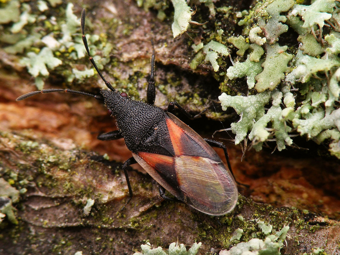 Oxycarenus lavaterae; Imago Images of various life stages from first population of this species found in the Netherlands.<br />
Photos taken in Maastricht, 2016-10-20 Geotagged,Hemiptera,Heteroptera,Lygaeidae,Netherlands,Oxycareninae,Oxycarenus,Oxycarenus lavaterae,nl: Lindenspitskop