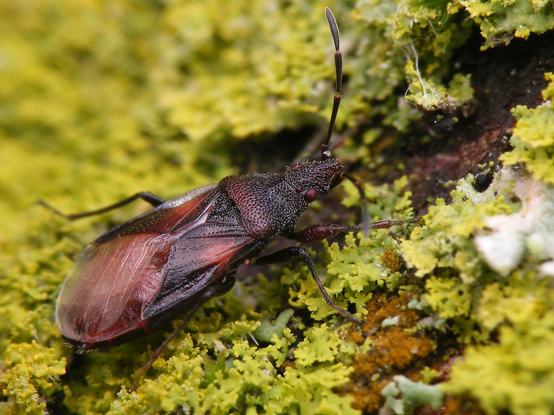 Oxycarenus lavaterae; Imago (somewhat teneral still) Images of various life stages from first population of this species found in the Netherlands.<br />
Photos taken in Maastricht, 2016-10-20 Geotagged,Hemiptera,Heteroptera,Lygaeidae,Netherlands,Oxycareninae,Oxycarenus,Oxycarenus lavaterae,nl: Lindenspitskop