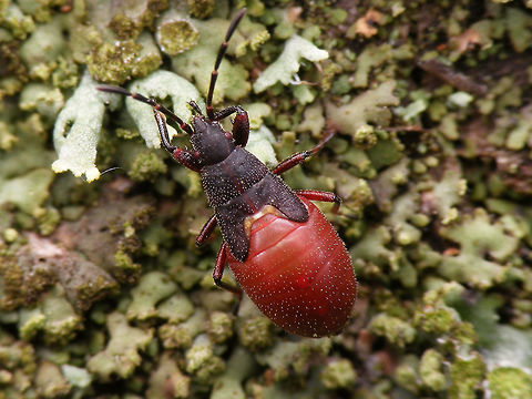 Oxycarenus lavaterae; 5th instar nymph Images of various life stages from first population of this species found in the Netherlands.
Photos taken in Maastricht, 2016-10-20 Geotagged,Hemiptera,Heteroptera,Lygaeidae,Netherlands,Oxycareninae,Oxycarenus,Oxycarenus lavaterae,nl: Lindenspitskop