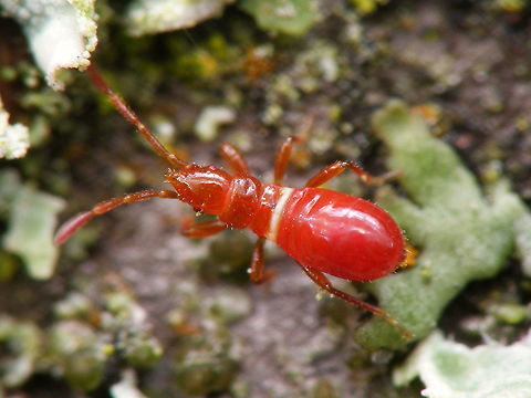Oxycarenus lavaterae; Early instar nymph Images of various life stages from first population of this species found in the Netherlands.
Photos taken in Maastricht, 2016-10-20 Geotagged,Hemiptera,Heteroptera,Lygaeidae,Netherlands,Oxycareninae,Oxycarenus,Oxycarenus lavaterae,nl: Lindenspitskop