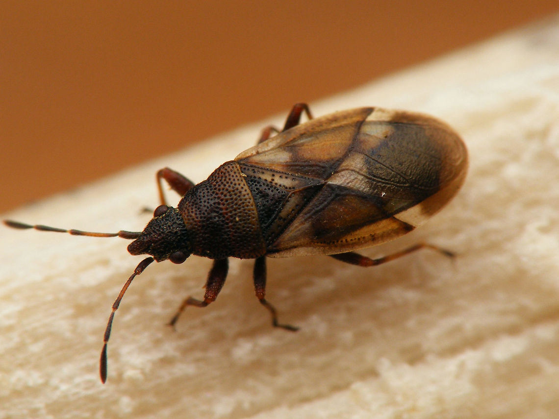 Oxycarenus modestus: Imago At the time of observation (2015-03-08) and upload the most northern occurrence of this species in the Netherlands. Unfortunately didn&#039;t make it into the current (2016) distribution atlas (my mistake!) :-|  Geotagged,Hemiptera,Heteroptera,Lygaeidae,Netherlands,Oxycareninae,Oxycarenus,Oxycarenus modestus,nl: Elzenpropjeswants,nl: Elzenspitskop