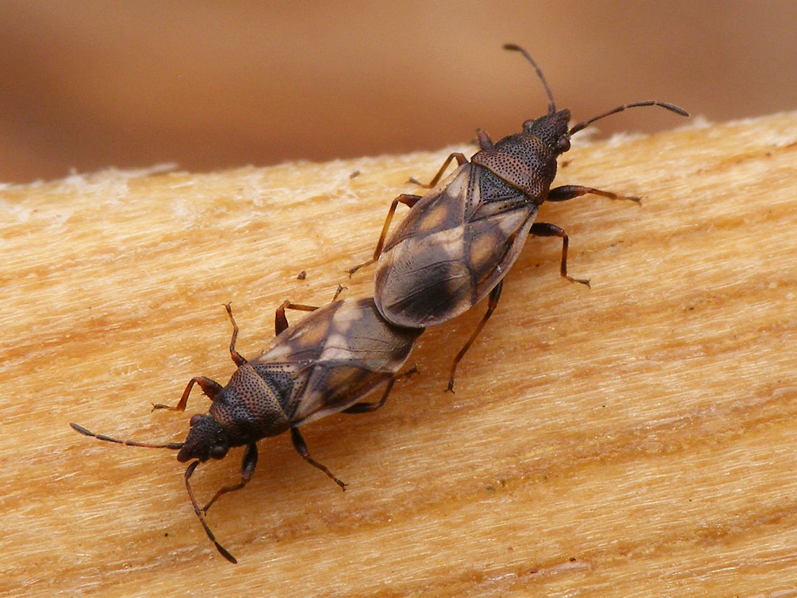 Oxycarenus modestus - Copula At the time of observation (2015-03-08) and upload the most northern occurrence of this species in the Netherlands. Unfortunately didn&#039;t make it into the current (2016) distribution atlas (my mistake!) :-|  Geotagged,Hemiptera,Heteroptera,Lygaeidae,Netherlands,Oxycareninae,Oxycarenus,Oxycarenus modestus,nl: Elzenpropjeswants,nl: Elzenspitskop