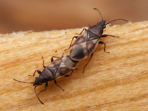 Oxycarenus modestus - Copula At the time of observation (2015-03-08) and upload the most northern occurrence of this species in the Netherlands. Unfortunately didn't make it into the current (2016) distribution atlas (my mistake!) :-|  Geotagged,Hemiptera,Heteroptera,Lygaeidae,Netherlands,Oxycareninae,Oxycarenus,Oxycarenus modestus,nl: Elzenpropjeswants,nl: Elzenspitskop
