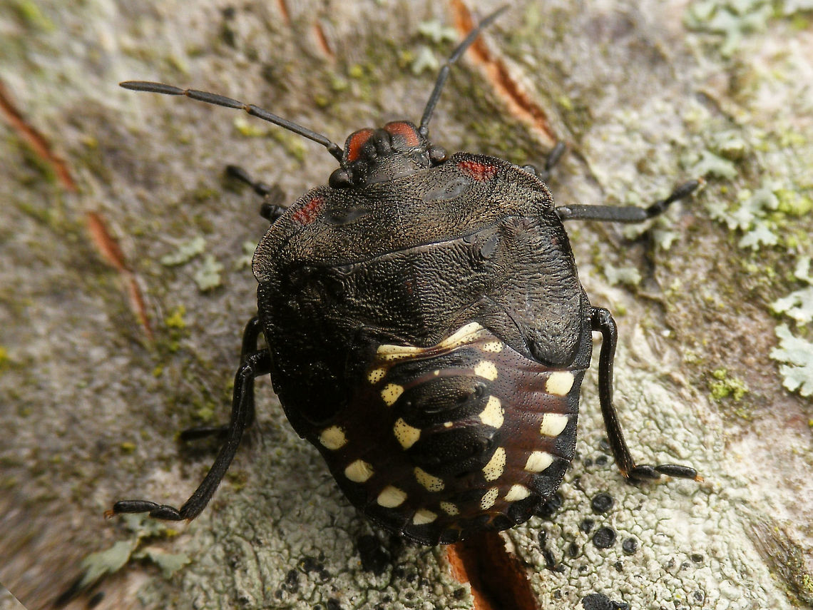 Nezara viridula: 5th instar nymph Just adding another instar/colour-appearance to document variability.<br />
One of the very first (6th?) observations of nymphs/procreation of this species in the Netherlands. Maastricht, 2016-10-20. Geotagged,Heteroptera,Netherlands,Nezara,Nezara viridula,Nymph,Pentatomidae,Pentatominae,Pentatomini,Southern green stink bug,nl: Zuidelijke groene schildwants