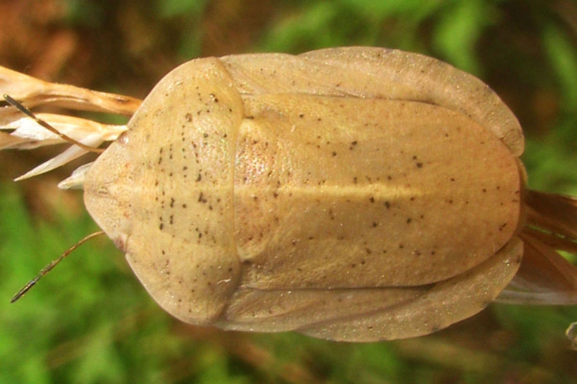 Eurygaster austriaca A dorsal Eurygaster austriaca (Heteroptera, Scutelleridae) from Charente-Maritime, France. Recognizable by the tylus being enclosed by the jugae frontally, see close-up of head:<br />
<figure class="photo"><a href="https://www.jungledragon.com/image/46696/eurygaster_austriaca_head.html" title="Eurygaster austriaca head"><img src="https://s3.amazonaws.com/media.jungledragon.com/images/3043/46696_thumb.jpg?AWSAccessKeyId=05GMT0V3GWVNE7GGM1R2&Expires=1763596810&Signature=WXEPsxgvLwBgiuTxbQEsEKF0UeE%3D" width="200" height="134" alt="Eurygaster austriaca head Eurygaster austriaca (Heteroptera, Scutelleridae) from Charente-Maritime, France. Recognizable by the tylus being enclosed by the jugae frontally. Other images of complete animal here:<br />
https://www.jungledragon.com/image/46694/eurygaster_austriaca_b_dorso-frontal.html  https://www.jungledragon.com/image/46695/eurygaster_austriaca_b_dorsal.html Charente-Maritime,Eurygaster,Eurygaster austriaca,France,Geotagged,Heteroptera,Scutelleridae,nl: Grote pantserwants" /></a></figure> Charente-Maritime,Eurygaster,Eurygaster austriaca,France,Geotagged,Heteroptera,Scutelleridae,nl: Grote pantserwants