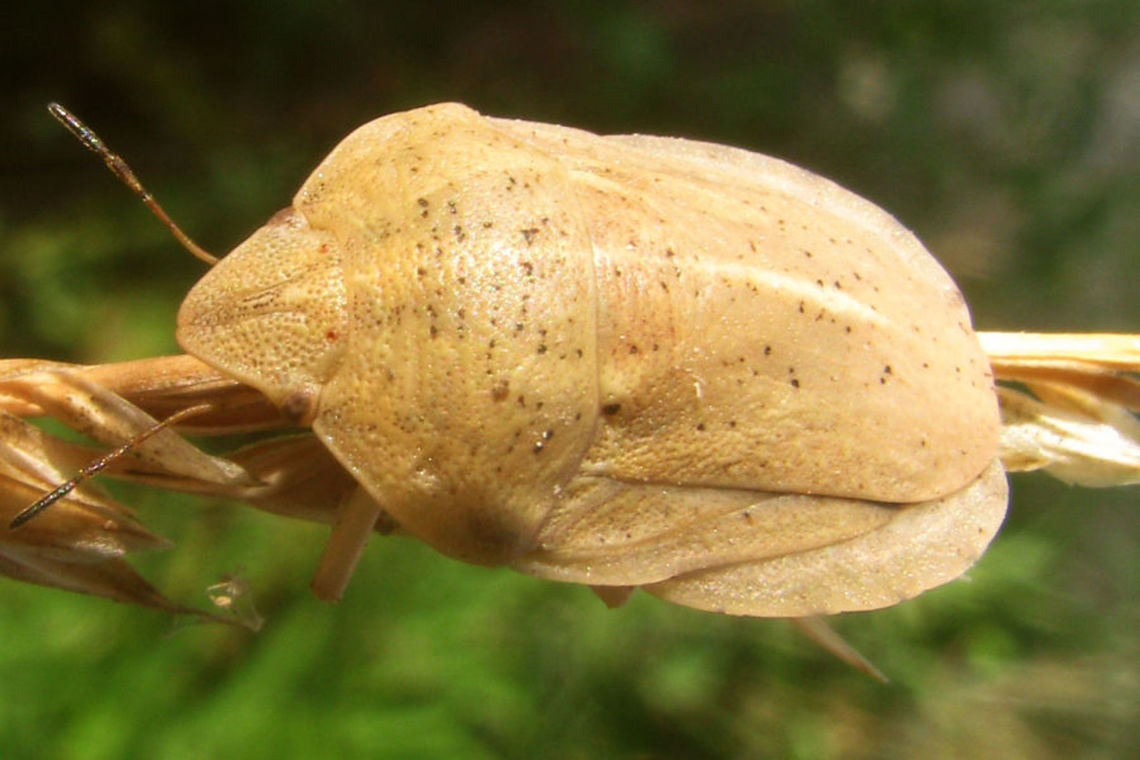 Eurygaster austriaca B dorso-frontal Eurygaster austriaca (Heteroptera, Scutelleridae) from Charente-Maritime, France. Recognizable by the tylus being enclosed by the jugae frontally, see close-up of head:<br />
<figure class="photo"><a href="https://www.jungledragon.com/image/46696/eurygaster_austriaca_head.html" title="Eurygaster austriaca head"><img src="https://s3.amazonaws.com/media.jungledragon.com/images/3043/46696_thumb.jpg?AWSAccessKeyId=05GMT0V3GWVNE7GGM1R2&Expires=1759968010&Signature=mJMnbeKRwliWIspgcw%2BSuXeW2ZI%3D" width="200" height="134" alt="Eurygaster austriaca head Eurygaster austriaca (Heteroptera, Scutelleridae) from Charente-Maritime, France. Recognizable by the tylus being enclosed by the jugae frontally. Other images of complete animal here:<br />
https://www.jungledragon.com/image/46694/eurygaster_austriaca_b_dorso-frontal.html  https://www.jungledragon.com/image/46695/eurygaster_austriaca_b_dorsal.html Charente-Maritime,Eurygaster,Eurygaster austriaca,France,Geotagged,Heteroptera,Scutelleridae,nl: Grote pantserwants" /></a></figure> Charente-Maritime,Eurygaster,Eurygaster austriaca,France,Geotagged,Heteroptera,Scutelleridae,nl: Grote pantserwants