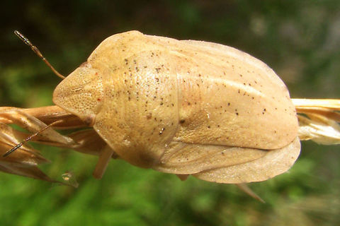 Eurygaster austriaca B dorso-frontal Eurygaster austriaca (Heteroptera, Scutelleridae) from Charente-Maritime, France. Recognizable by the tylus being enclosed by the jugae frontally, see close-up of head:
https://www.jungledragon.com/image/46696/eurygaster_austriaca_head.html Charente-Maritime,Eurygaster,Eurygaster austriaca,France,Geotagged,Heteroptera,Scutelleridae,nl: Grote pantserwants