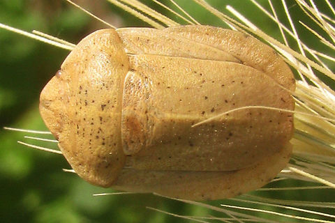 Eurygaster austriaca B dorsal Eurygaster austriaca (Heteroptera, Scutelleridae) from Charente-Maritime, France. Recognizable by the tylus being enclosed by the jugae frontally, see close-up of head:
https://www.jungledragon.com/image/46696/eurygaster_austriaca_head.html Charente-Maritime,Eurygaster,Eurygaster austriaca,France,Geotagged,Heteroptera,Scutelleridae,nl: Grote pantserwants