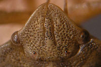 Eurygaster austriaca head Eurygaster austriaca (Heteroptera, Scutelleridae) from Charente-Maritime, France. Recognizable by the tylus being enclosed by the jugae frontally. Other images of complete animal here:<br />
https://www.jungledragon.com/image/46694/eurygaster_austriaca_b_dorso-frontal.html https://www.jungledragon.com/image/46695/eurygaster_austriaca_b_dorsal.html Charente-Maritime,Eurygaster,Eurygaster austriaca,France,Geotagged,Heteroptera,Scutelleridae,nl: Grote pantserwants