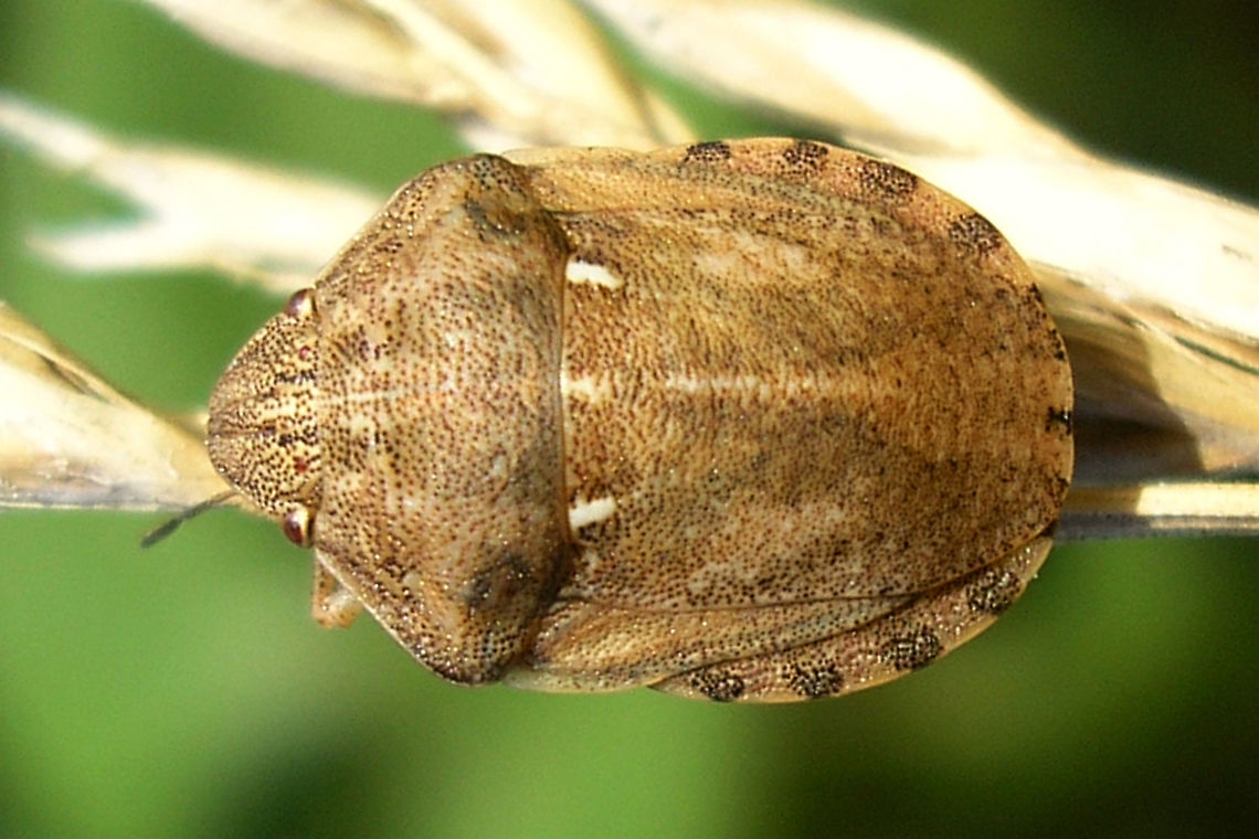 Eurygaster maura Eurygaster maura has the tip of the tylus elevated in the same plane as the tips of the jugae (sunk between the jugae in E.testudinaria), more rounded shoulders and slightly different lengths of antennae segments. Charente-Maritime,Eurygaster,Eurygaster maura,France,Geotagged,Heteroptera,Scutelleridae,nl: Schaarse pantserwants