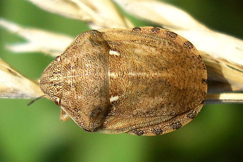 Eurygaster maura Eurygaster maura has the tip of the tylus elevated in the same plane as the tips of the jugae (sunk between the jugae in E.testudinaria), more rounded shoulders and slightly different lengths of antennae segments. Charente-Maritime,Eurygaster,Eurygaster maura,France,Geotagged,Heteroptera,Scutelleridae,nl: Schaarse pantserwants