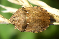 Eurygaster maura Eurygaster maura has the tip of the tylus elevated in the same plane as the tips of the jugae (sunk between the jugae in E.testudinaria), more rounded shoulders and slightly different lengths of antennae segments. Charente-Maritime,Eurygaster,Eurygaster maura,France,Geotagged,Heteroptera,Scutelleridae,nl: Schaarse pantserwants