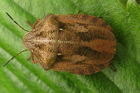 Eurygaster testudinaria imago Eurygaster testudinaria looks a lot like E.maura, but has the tylus sunken between the jugae, more pointed shoulders and somewhat different lengths of antennae segments. On the nymphs these characters are not applicable, so nymphs are virtually impossible to ID, unless raised to adulthood(!!)<br />
This image is part of a series from 2nd stage nymph to imago:<br />
https://www.jungledragon.com/image/46700/eurygaster_testudinaria_l2.html<br />
https://www.jungledragon.com/image/46701/eurygaster_testudinaria_l3.html<br />
https://www.jungledragon.com/image/46702/eurygaster_testudinaria_l4.html<br />
https://www.jungledragon.com/image/46699/eurygaster_testudinaria_imago_teneral.html<br />
https://www.jungledragon.com/image/46698/eurygaster_testudinaria_imago.html Eurygaster,Eurygaster testudinaria,Geotagged,Heteroptera,Netherlands,Scutelleridae,nl: Gewone pantserwants