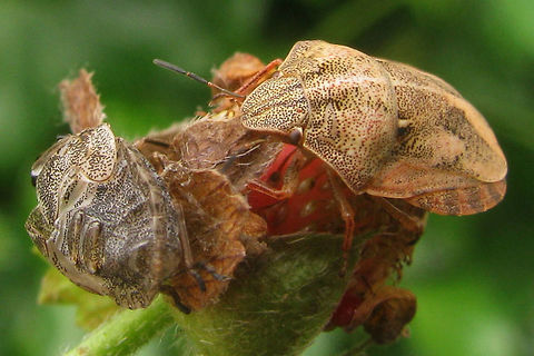 Eurygaster testudinaria imago teneral Eurygaster testudinaria looks a lot like E.maura, but has the tylus sunken between the jugae, more pointed shoulders and somewhat different lengths of antennae segments. On the nymphs these characters are not applicable, so nymphs are virtually impossible to ID, unless raised to adulthood(!!)
This image is part of a series from 2nd stage nymph to imago:
https://www.jungledragon.com/image/46700/eurygaster_testudinaria_l2.html
https://www.jungledragon.com/image/46701/eurygaster_testudinaria_l3.html
https://www.jungledragon.com/image/46702/eurygaster_testudinaria_l4.html
https://www.jungledragon.com/image/46699/eurygaster_testudinaria_imago_teneral.html
https://www.jungledragon.com/image/46698/eurygaster_testudinaria_imago.html Eurygaster,Eurygaster testudinaria,Geotagged,Heteroptera,Netherlands,Scutelleridae,nl: Gewone pantserwants