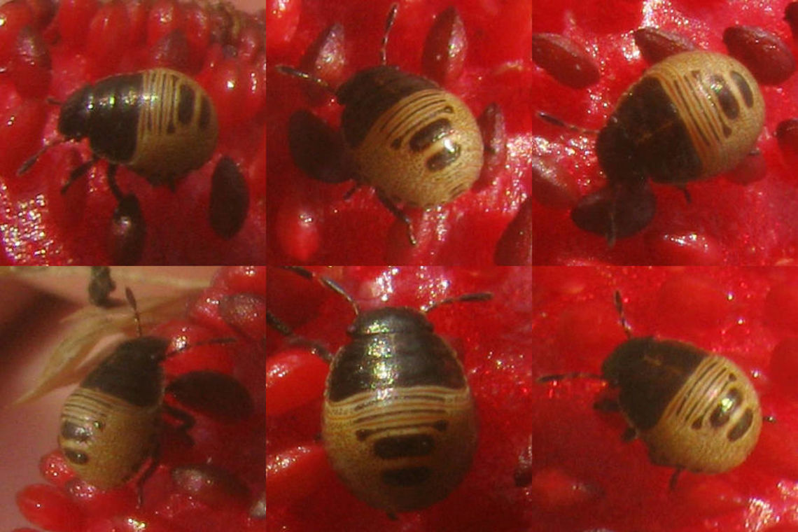 Eurygaster testudinaria L2 Eurygaster testudinaria looks a lot like E.maura, but has the tylus sunken between the jugae, more pointed shoulders and somewhat different lengths of antennae segments. On the nymphs these characters are not applicable, so nymphs are virtually impossible to ID, unless raised to adulthood(!!)<br />
This image is part of a series from 2nd stage nymph to imago:<br />
<figure class="photo"><a href="https://www.jungledragon.com/image/46700/eurygaster_testudinaria_l2.html" title="Eurygaster testudinaria L2"><img src="https://s3.amazonaws.com/media.jungledragon.com/images/3043/46700_thumb.jpg?AWSAccessKeyId=05GMT0V3GWVNE7GGM1R2&Expires=1767225610&Signature=gjfiAGuJOPgHJ4VY8L5tazX%2BEOA%3D" width="200" height="134" alt="Eurygaster testudinaria L2 Eurygaster testudinaria looks a lot like E.maura, but has the tylus sunken between the jugae, more pointed shoulders and somewhat different lengths of antennae segments. On the nymphs these characters are not applicable, so nymphs are virtually impossible to ID, unless raised to adulthood(!!)<br />
This image is part of a series from 2nd stage nymph to imago:<br />
https://www.jungledragon.com/image/46700/eurygaster_testudinaria_l2.html<br />
https://www.jungledragon.com/image/46701/eurygaster_testudinaria_l3.html<br />
https://www.jungledragon.com/image/46702/eurygaster_testudinaria_l4.html<br />
https://www.jungledragon.com/image/46699/eurygaster_testudinaria_imago_teneral.html<br />
https://www.jungledragon.com/image/46698/eurygaster_testudinaria_imago.html<br />
 Eurygaster,Eurygaster testudinaria,Geotagged,Heteroptera,Netherlands,Scutelleridae,nl: Gewone pantserwants" /></a></figure><br />
<figure class="photo"><a href="https://www.jungledragon.com/image/46701/eurygaster_testudinaria_l3.html" title="Eurygaster testudinaria L3"><img src="https://s3.amazonaws.com/media.jungledragon.com/images/3043/46701_thumb.jpg?AWSAccessKeyId=05GMT0V3GWVNE7GGM1R2&Expires=1767225610&Signature=ejSV5F6V6pAkIgLyolrDbqc4Mfc%3D" width="200" height="150" alt="Eurygaster testudinaria L3 Eurygaster testudinaria looks a lot like E.maura, but has the tylus sunken between the jugae, more pointed shoulders and somewhat different lengths of antennae segments. On the nymphs these characters are not applicable, so nymphs are virtually impossible to ID, unless raised to adulthood(!!)<br />
This image is part of a series from 2nd stage nymph to imago:<br />
https://www.jungledragon.com/image/46700/eurygaster_testudinaria_l2.html<br />
https://www.jungledragon.com/image/46701/eurygaster_testudinaria_l3.html<br />
https://www.jungledragon.com/image/46702/eurygaster_testudinaria_l4.html<br />
https://www.jungledragon.com/image/46699/eurygaster_testudinaria_imago_teneral.html<br />
https://www.jungledragon.com/image/46698/eurygaster_testudinaria_imago.html Eurygaster,Eurygaster testudinaria,Geotagged,Heteroptera,Netherlands,Scutelleridae,nl: Gewone pantserwants" /></a></figure><br />
<figure class="photo"><a href="https://www.jungledragon.com/image/46702/eurygaster_testudinaria_l4.html" title="Eurygaster testudinaria L4"><img src="https://s3.amazonaws.com/media.jungledragon.com/images/3043/46702_thumb.jpg?AWSAccessKeyId=05GMT0V3GWVNE7GGM1R2&Expires=1767225610&Signature=T6bJSrIszDUmm3R6jJyU%2Ff3pW40%3D" width="200" height="134" alt="Eurygaster testudinaria L4 Eurygaster testudinaria looks a lot like E.maura, but has the tylus sunken between the jugae, more pointed shoulders and somewhat different lengths of antennae segments. On the nymphs these characters are not applicable, so nymphs are virtually impossible to ID, unless raised to adulthood(!!)<br />
This image is part of a series from 2nd stage nymph to imago:<br />
https://www.jungledragon.com/image/46700/eurygaster_testudinaria_l2.html<br />
https://www.jungledragon.com/image/46701/eurygaster_testudinaria_l3.html<br />
https://www.jungledragon.com/image/46702/eurygaster_testudinaria_l4.html<br />
https://www.jungledragon.com/image/46699/eurygaster_testudinaria_imago_teneral.html<br />
https://www.jungledragon.com/image/46698/eurygaster_testudinaria_imago.html Eurygaster,Eurygaster testudinaria,Geotagged,Heteroptera,Netherlands,Scutelleridae,nl: Gewone pantserwants" /></a></figure><br />
<figure class="photo"><a href="https://www.jungledragon.com/image/46699/eurygaster_testudinaria_imago_teneral.html" title="Eurygaster testudinaria imago teneral"><img src="https://s3.amazonaws.com/media.jungledragon.com/images/3043/46699_thumb.jpg?AWSAccessKeyId=05GMT0V3GWVNE7GGM1R2&Expires=1767225610&Signature=aS3LExJscQ%2FhCDaoAbA9YEeU2Q4%3D" width="200" height="134" alt="Eurygaster testudinaria imago teneral Eurygaster testudinaria looks a lot like E.maura, but has the tylus sunken between the jugae, more pointed shoulders and somewhat different lengths of antennae segments. On the nymphs these characters are not applicable, so nymphs are virtually impossible to ID, unless raised to adulthood(!!)<br />
This image is part of a series from 2nd stage nymph to imago:<br />
https://www.jungledragon.com/image/46700/eurygaster_testudinaria_l2.html<br />
https://www.jungledragon.com/image/46701/eurygaster_testudinaria_l3.html<br />
https://www.jungledragon.com/image/46702/eurygaster_testudinaria_l4.html<br />
https://www.jungledragon.com/image/46699/eurygaster_testudinaria_imago_teneral.html<br />
https://www.jungledragon.com/image/46698/eurygaster_testudinaria_imago.html Eurygaster,Eurygaster testudinaria,Geotagged,Heteroptera,Netherlands,Scutelleridae,nl: Gewone pantserwants" /></a></figure><br />
<figure class="photo"><a href="https://www.jungledragon.com/image/46698/eurygaster_testudinaria_imago.html" title="Eurygaster testudinaria imago"><img src="https://s3.amazonaws.com/media.jungledragon.com/images/3043/46698_thumb.jpg?AWSAccessKeyId=05GMT0V3GWVNE7GGM1R2&Expires=1767225610&Signature=YD1qtkPJn0N9DH00RRd%2BX1KLMTU%3D" width="200" height="134" alt="Eurygaster testudinaria imago Eurygaster testudinaria looks a lot like E.maura, but has the tylus sunken between the jugae, more pointed shoulders and somewhat different lengths of antennae segments. On the nymphs these characters are not applicable, so nymphs are virtually impossible to ID, unless raised to adulthood(!!)<br />
This image is part of a series from 2nd stage nymph to imago:<br />
https://www.jungledragon.com/image/46700/eurygaster_testudinaria_l2.html<br />
https://www.jungledragon.com/image/46701/eurygaster_testudinaria_l3.html<br />
https://www.jungledragon.com/image/46702/eurygaster_testudinaria_l4.html<br />
https://www.jungledragon.com/image/46699/eurygaster_testudinaria_imago_teneral.html<br />
https://www.jungledragon.com/image/46698/eurygaster_testudinaria_imago.html Eurygaster,Eurygaster testudinaria,Geotagged,Heteroptera,Netherlands,Scutelleridae,nl: Gewone pantserwants" /></a></figure><br />
 Eurygaster,Eurygaster testudinaria,Geotagged,Heteroptera,Netherlands,Scutelleridae,nl: Gewone pantserwants