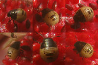 Eurygaster testudinaria L2 Eurygaster testudinaria looks a lot like E.maura, but has the tylus sunken between the jugae, more pointed shoulders and somewhat different lengths of antennae segments. On the nymphs these characters are not applicable, so nymphs are virtually impossible to ID, unless raised to adulthood(!!)<br />
This image is part of a series from 2nd stage nymph to imago:<br />
https://www.jungledragon.com/image/46700/eurygaster_testudinaria_l2.html<br />
https://www.jungledragon.com/image/46701/eurygaster_testudinaria_l3.html<br />
https://www.jungledragon.com/image/46702/eurygaster_testudinaria_l4.html<br />
https://www.jungledragon.com/image/46699/eurygaster_testudinaria_imago_teneral.html<br />
https://www.jungledragon.com/image/46698/eurygaster_testudinaria_imago.html<br />
 Eurygaster,Eurygaster testudinaria,Geotagged,Heteroptera,Netherlands,Scutelleridae,nl: Gewone pantserwants