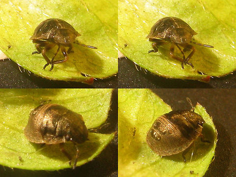 Eurygaster testudinaria L3 Eurygaster testudinaria looks a lot like E.maura, but has the tylus sunken between the jugae, more pointed shoulders and somewhat different lengths of antennae segments. On the nymphs these characters are not applicable, so nymphs are virtually impossible to ID, unless raised to adulthood(!!)
This image is part of a series from 2nd stage nymph to imago:
https://www.jungledragon.com/image/46700/eurygaster_testudinaria_l2.html
https://www.jungledragon.com/image/46701/eurygaster_testudinaria_l3.html
https://www.jungledragon.com/image/46702/eurygaster_testudinaria_l4.html
https://www.jungledragon.com/image/46699/eurygaster_testudinaria_imago_teneral.html
https://www.jungledragon.com/image/46698/eurygaster_testudinaria_imago.html Eurygaster,Eurygaster testudinaria,Geotagged,Heteroptera,Netherlands,Scutelleridae,nl: Gewone pantserwants