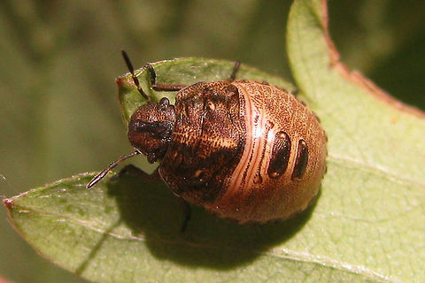 Eurygaster testudinaria L4 Eurygaster testudinaria looks a lot like E.maura, but has the tylus sunken between the jugae, more pointed shoulders and somewhat different lengths of antennae segments. On the nymphs these characters are not applicable, so nymphs are virtually impossible to ID, unless raised to adulthood(!!)
This image is part of a series from 2nd stage nymph to imago:
https://www.jungledragon.com/image/46700/eurygaster_testudinaria_l2.html
https://www.jungledragon.com/image/46701/eurygaster_testudinaria_l3.html
https://www.jungledragon.com/image/46702/eurygaster_testudinaria_l4.html
https://www.jungledragon.com/image/46699/eurygaster_testudinaria_imago_teneral.html
https://www.jungledragon.com/image/46698/eurygaster_testudinaria_imago.html Eurygaster,Eurygaster testudinaria,Geotagged,Heteroptera,Netherlands,Scutelleridae,nl: Gewone pantserwants