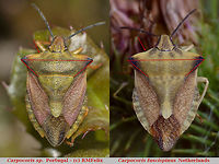 Carpocoris sp. Portugal (copyright RMFelix) and C. fuscispinus NL Attention! This image is copyrighted material "All rights reserved" by user RMFelix !!!<br />
Collage of a Carpocoris from Portugal uploaded by RMFelix in a side-by-side with Carpocoris fuscispinus from the Netherlands to use in the discussion with the image below:<br />
https://www.jungledragon.com/image/46547/carpocoris_fuscispinus.html<br />
Note that the Carpocoris sp from Portugal should probably be identified as Carpocoris mediterraneus atlanticus (see discussion)  Carpocoris,Carpocoris fuscispinus,Carpocoris mediterraneus,Heteroptera,Netherlands,Pentatomidae,Portugal
