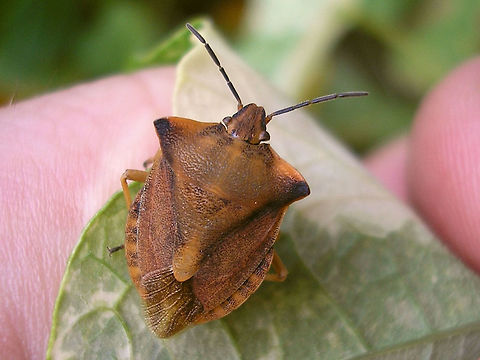Carpocoris fuscispinus Sittard Carpocoris fuscispinus is quite rare in the Netherlands and for a long time only known from the south of Limburg, but recently it has been extending its range it would seem. I was lucky to find it twice already :o)  Carpocorini,Carpocoris,Carpocoris fuscispinus,Geotagged,Heteroptera,Netherlands,Pentatomidae,nl: Beemdkroonschildwants