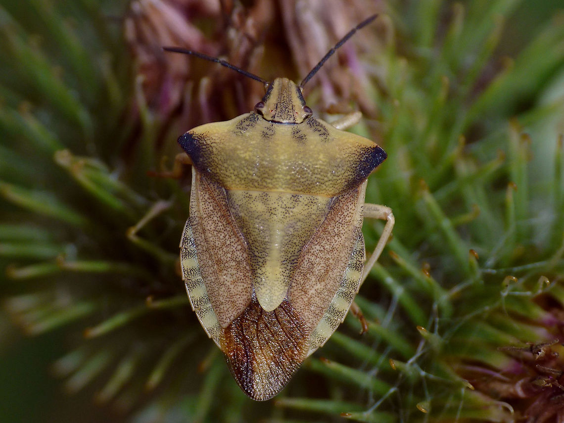 Carpocoris fuscispinus  Pietersberg Carpocoris fuscispinus is quite rare in the Netherlands and for a long time only known from the south of Limburg, but recently it has been extending its range it would seem. I was lucky to find it twice already :o)  Carpocorini,Carpocoris,Carpocoris fuscispinus,Geotagged,Heteroptera,Netherlands,Pentatomidae,nl: Beemdkroonschildwants