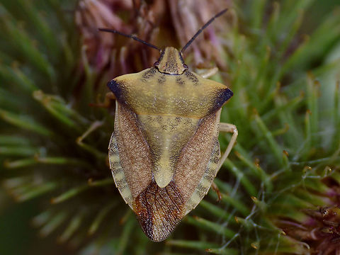 Carpocoris fuscispinus  Pietersberg Carpocoris fuscispinus is quite rare in the Netherlands and for a long time only known from the south of Limburg, but recently it has been extending its range it would seem. I was lucky to find it twice already :o)  Carpocorini,Carpocoris,Carpocoris fuscispinus,Geotagged,Heteroptera,Netherlands,Pentatomidae,nl: Beemdkroonschildwants