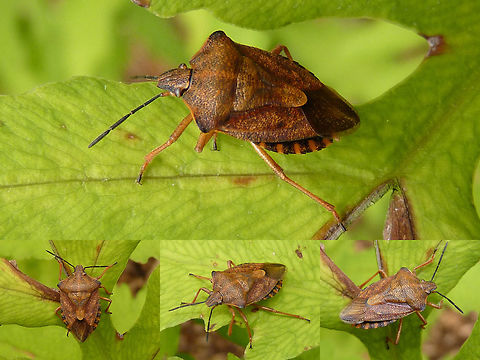 Carpocoris purpureipennis collage  Carpocoris,Carpocoris purpureipennis,Geotagged,Heteroptera,Netherlands,Pentatomidae,nl: Knoopkruidschildwants