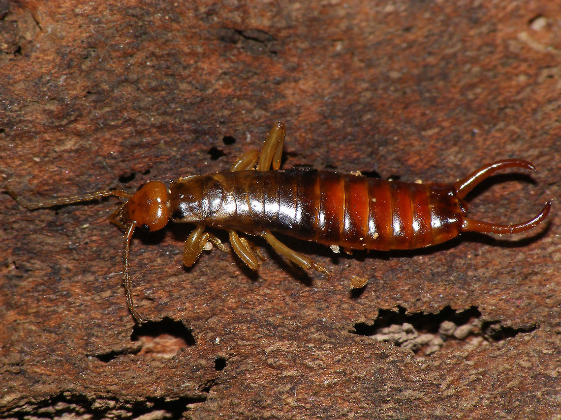 Woodland Earwig Male Chelidurella guentheri is an earwig belonging to the family Forficulidae.<br />
<br />
This species has very reduced wings, only recognizable as a narrow arched band over the mesothorax. Males cerci are horizontally arched almost into a circle shape and carry only a fine tooth above. Female cerci are not modified. The head usually is of a bright orangy tinge.<br />
<br />
Please note that nymphs of various winged species are often misidentified as this species due to the fact that those nymphs do not carry recognizable wings either (yet). On those however the shape and structure of the meso- and metathorax is different, as well as the number of antennal segments (if undamaged).<br />
<br />
The Woodland Earwig is historically recorded all over Europe as Chelidurella acanthopygia but in the last decades of the twentieth century it was split up into many species with more limited ranges (Harz 1980, Capra 1982, Vigna Taglianti 1993, Galvagni 1994, 1995 & 1996). For the animals found in the northwest European lowlands Antonio Galvagni (1994) split off a new species by the name of Chelidurella guentheri, mostly based on the shape of the male pygidium but at the same time also documents a wide variability in this character.<br />
Most modern taxonomy databases follow this, as it is taken to be the last taxonomic scrutiny, but at least Albouy & Savourey (2001) have published severe criticism (Vincent Albouy being one of Europe's foremost earwig researchers) stating that there is too much individual variability in the criteria used by Galvagni to identify his species and that going by his criteria they would have to identify various individuals from one population in France all taken on the same day at the same location into three different species sensu Galvagni and other authors.<br />
Nevertheless the currently widely accepted practice in naming these still seems to be in favour of Galvagni, so here at JD we should probably follow that. This specimen from the Netherlands would hence be Chelidurella guentheri, not Chelidurella acanthopygia.<br />
<br />
Albouy, Vincent; Savourey, Michel (2001) Dermaptères (Perces-oreilles) des Alpes du nord en France in La Saga, Vol.4, pp.5-9.<br />
<a href="http://miramella.free.fr/doc/SAGA04.pdf" rel="nofollow">http://miramella.free.fr/doc/SAGA04.pdf</a><br />
<br />
Galvagni, A. (1994) Chelidurella guentheri specie nuova dell'Europa centrale e della Norvegia Sud-orientale (Insecta Dermaptera Forficulidae). - Atti Accad. Rov. Agiati, Cl.Sci.Mat.Fis. Natur: Ser.7, Vol.3B(243), pp.347-370.<br />
<a href="http://www.museocivico.rovereto.tn.it/UploadDocs/6741_A_Galvagni_p_347.pdf" rel="nofollow">http://www.museocivico.rovereto.tn.it/UploadDocs/6741_A_Galvagni_p_347.pdf</a> Chelidurella,Chelidurella acanthopygia,Chelidurella guentheri,Dermaptera,Forficulidae,Netherlands,Woodland Earwig,nl: Bosoorworm