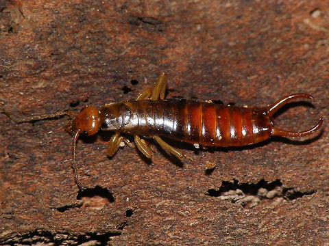 Woodland Earwig Male Chelidurella guentheri is an earwig belonging to the family Forficulidae.

This species has very reduced wings, only recognizable as a narrow arched band over the mesothorax. Males cerci are horizontally arched almost into a circle shape and carry only a fine tooth above. Female cerci are not modified. The head usually is of a bright orangy tinge.

Please note that nymphs of various winged species are often misidentified as this species due to the fact that those nymphs do not carry recognizable wings either (yet). On those however the shape and structure of the meso- and metathorax is different, as well as the number of antennal segments (if undamaged).
 
The Woodland Earwig is historically recorded all over Europe as Chelidurella acanthopygia but in the last decades of the twentieth century it was split up into many species with more limited ranges (Harz 1980, Capra  1982, Vigna Taglianti 1993, Galvagni 1994, 1995 & 1996). For the animals found in the northwest European lowlands Antonio Galvagni (1994) split off a new species by the name of Chelidurella guentheri, mostly based on the shape of the male pygidium but at the same time also documents a wide variability in this character.
Most modern taxonomy databases follow this, as it is taken to be the last taxonomic scrutiny, but at least Albouy & Savourey (2001) have published severe criticism (Vincent Albouy being one of Europe's foremost earwig researchers) stating that there is too much individual variability in the criteria used by Galvagni to identify his species and that going by his criteria they would have to identify various individuals from one population in France all taken on the same day at the same location into three different species sensu Galvagni and other authors.
Nevertheless the currently widely accepted practice in naming these still seems to be in favour of Galvagni, so here at JD we should probably follow that. This specimen from the Netherlands would hence be Chelidurella guentheri, not Chelidurella acanthopygia.

Albouy, Vincent; Savourey, Michel (2001) Dermapt&egrave;res (Perces-oreilles) des Alpes du nord en France in La Saga, Vol.4, pp.5-9.
http://miramella.free.fr/doc/SAGA04.pdf

Galvagni,  A.  (1994) Chelidurella guentheri specie nuova dell'Europa centrale e della Norvegia Sud-orientale (Insecta Dermaptera Forficulidae). - Atti Accad. Rov. Agiati, Cl.Sci.Mat.Fis. Natur: Ser.7, Vol.3B(243), pp.347-370.
http://www.museocivico.rovereto.tn.it/UploadDocs/6741_A_Galvagni_p_347.pdf Chelidurella,Chelidurella acanthopygia,Chelidurella guentheri,Dermaptera,Forficulidae,Netherlands,Woodland Earwig,nl: Bosoorworm