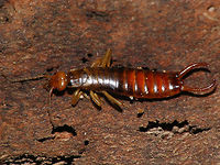 Woodland Earwig Male Chelidurella guentheri is an earwig belonging to the family Forficulidae.<br />
<br />
This species has very reduced wings, only recognizable as a narrow arched band over the mesothorax. Males cerci are horizontally arched almost into a circle shape and carry only a fine tooth above. Female cerci are not modified. The head usually is of a bright orangy tinge.<br />
<br />
Please note that nymphs of various winged species are often misidentified as this species due to the fact that those nymphs do not carry recognizable wings either (yet). On those however the shape and structure of the meso- and metathorax is different, as well as the number of antennal segments (if undamaged).<br />
 <br />
The Woodland Earwig is historically recorded all over Europe as Chelidurella acanthopygia but in the last decades of the twentieth century it was split up into many species with more limited ranges (Harz 1980, Capra  1982, Vigna Taglianti 1993, Galvagni 1994, 1995 & 1996). For the animals found in the northwest European lowlands Antonio Galvagni (1994) split off a new species by the name of Chelidurella guentheri, mostly based on the shape of the male pygidium but at the same time also documents a wide variability in this character.<br />
Most modern taxonomy databases follow this, as it is taken to be the last taxonomic scrutiny, but at least Albouy & Savourey (2001) have published severe criticism (Vincent Albouy being one of Europe's foremost earwig researchers) stating that there is too much individual variability in the criteria used by Galvagni to identify his species and that going by his criteria they would have to identify various individuals from one population in France all taken on the same day at the same location into three different species sensu Galvagni and other authors.<br />
Nevertheless the currently widely accepted practice in naming these still seems to be in favour of Galvagni, so here at JD we should probably follow that. This specimen from the Netherlands would hence be Chelidurella guentheri, not Chelidurella acanthopygia.<br />
<br />
Albouy, Vincent; Savourey, Michel (2001) Dermaptères (Perces-oreilles) des Alpes du nord en France in La Saga, Vol.4, pp.5-9.<br />
http://miramella.free.fr/doc/SAGA04.pdf<br />
<br />
Galvagni,  A.  (1994) Chelidurella guentheri specie nuova dell'Europa centrale e della Norvegia Sud-orientale (Insecta Dermaptera Forficulidae). - Atti Accad. Rov. Agiati, Cl.Sci.Mat.Fis. Natur: Ser.7, Vol.3B(243), pp.347-370.<br />
http://www.museocivico.rovereto.tn.it/UploadDocs/6741_A_Galvagni_p_347.pdf Chelidurella,Chelidurella acanthopygia,Chelidurella guentheri,Dermaptera,Forficulidae,Netherlands,Woodland Earwig,nl: Bosoorworm
