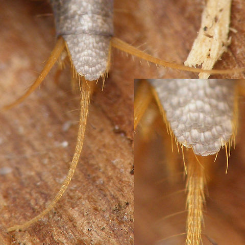 Lepisma saccharina abdomen apex Abdominal apex Lepisma,Lepisma saccharina,Lepismatidae,Netherlands,Zygentoma