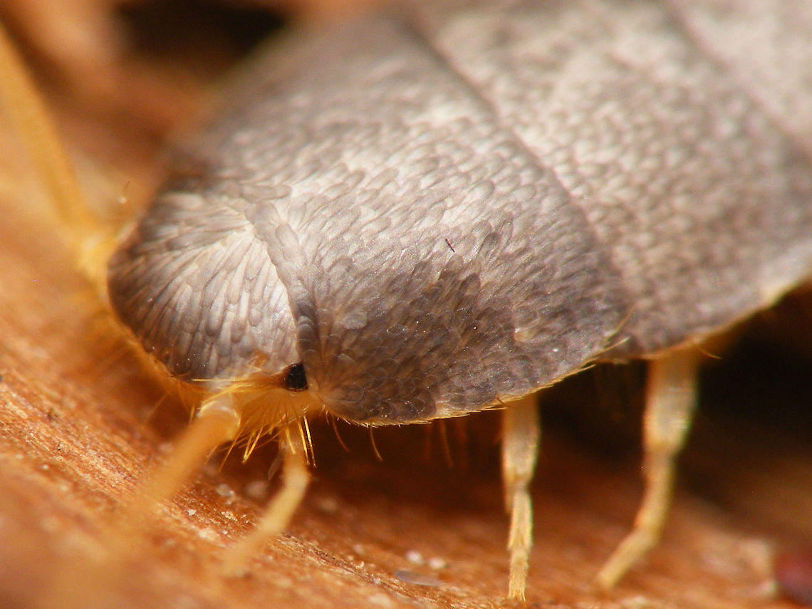 Lepisma saccharina head Mugshot Lepisma,Lepisma saccharina,Lepismatidae,Netherlands,Zygentoma