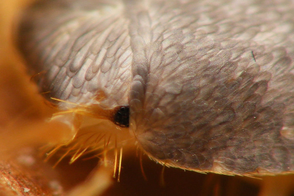 Lepisma saccharina head and scales Detail of head and scales Lepisma,Lepisma saccharina,Lepismatidae,Netherlands,Zygentoma