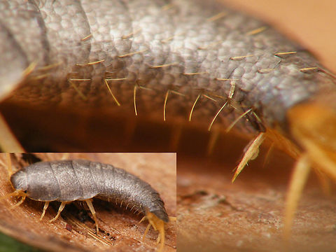 Lepisma saccharina collage Silverfish (Lepisma saccharina) details of abdominal identification characters Lepisma,Lepisma saccharina,Lepismatidae,Netherlands,Zygentoma