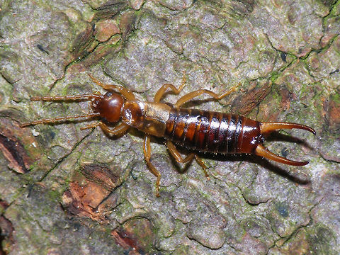 Apterygida media Male No hindwings extending beyond forewings and long hairs on body and cerci Apterygida,Apterygida media,Dermaptera,Forfuculidae,Netherlands,nl: Parkoorworm