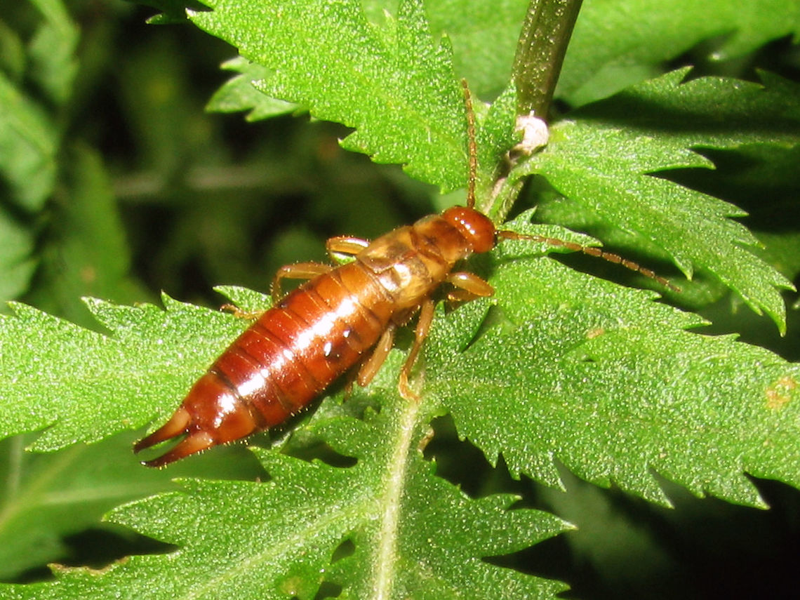 Apterygidae media Female Adult female Apterygidae media Apterygida,Apterygida media,Dermaptera,Forficulidae,Netherlands,nl: Parkoorworm