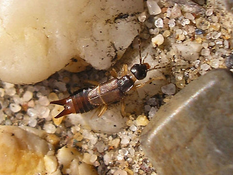 Labia minor Female Adult female of the "Lesser Earwig" Labia minor, a small species associated with horse manure and becoming increasingly rare with economic usage of horses declining and increased "street hygiene". One of the few species that can fly and also likes to do so, often attracted to light.  Dermaptera,Earwig,Labia minor,Lesser Earwig,Spongiphoridae,nl: Kleine oorworm