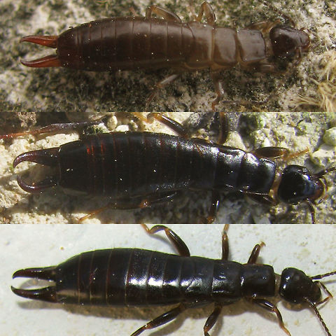 Euborellia moesta Nymph, male and female Euborellia moesta adult male (top) and female (bottom). This is an unwinged species, so the adults and nymphs look a lot alike.
The nymphs have 10 abdominal segments, unmodified cerci and antennae with less segments
The male also has 10 abdominal segments but the right hand cercus is strongly bent inwards
The female has 8 abdominnal segments with unmodified cerci  Anisolabididae,Carcinophorinae,Dermaptera,Euborellia,Euborellia moesta,France,Geotagged
