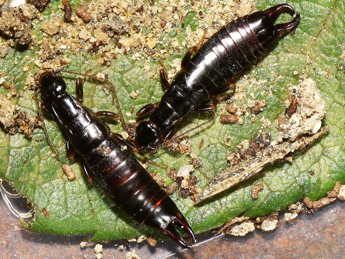 Euborellia moesta Male and female Euborellia moesta adult male (top) and female (bottom). This is an unwinged species, so the adults and nymphs look a lot alike. See explanation with this image:<br />
<figure class="photo"><a href="https://www.jungledragon.com/image/46733/euborellia_moesta_nymph_male_and_female.html" title="Euborellia moesta Nymph, male and female"><img src="https://s3.amazonaws.com/media.jungledragon.com/images/3043/46733_thumb.jpg?AWSAccessKeyId=05GMT0V3GWVNE7GGM1R2&Expires=1767225610&Signature=w0R23BejGFQoz98L3y8sYwGps0M%3D" width="200" height="200" alt="Euborellia moesta Nymph, male and female Euborellia moesta adult male (top) and female (bottom). This is an unwinged species, so the adults and nymphs look a lot alike.<br />
The nymphs have 10 abdominal segments, unmodified cerci and antennae with less segments<br />
The male also has 10 abdominal segments but the right hand cercus is strongly bent inwards<br />
The female has 8 abdominnal segments with unmodified cerci  Anisolabididae,Carcinophorinae,Dermaptera,Euborellia,Euborellia moesta,France,Geotagged" /></a></figure> Anisolabididae,Carcinophorinae,Dermaptera,Euborellia,Euborellia moesta