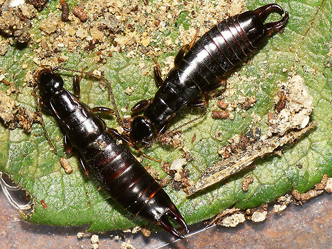 Euborellia moesta Male and female Euborellia moesta adult male (top) and female (bottom). This is an unwinged species, so the adults and nymphs look a lot alike. See explanation with this image:
https://www.jungledragon.com/image/46733/euborellia_moesta_nymph_male_and_female.html Anisolabididae,Carcinophorinae,Dermaptera,Euborellia,Euborellia moesta
