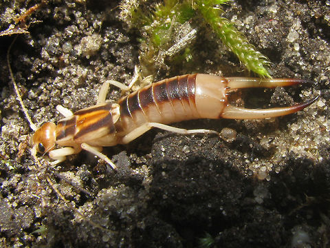 Labidura riparia Male A large earwig species confined to sandy areas. Dermaptera,Labidura riparia,Labiduridae,nl: Grote oorworm,nl: Zandoorworm