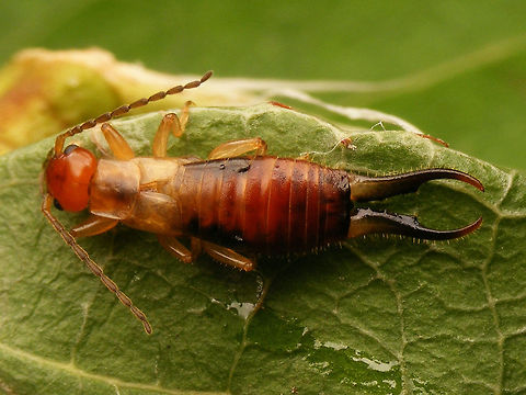 Guanchia pubescens Male Adult male Guanchia pubescens, ex nymph :
https://www.jungledragon.com/image/46737/guanchia_pubescens_nymph.html Dermaptera,Forfuculidae,Guanchia pubescens