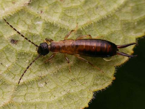 Guanchia pubescens Nymph Final instr nymph of Guanchia pubescens (male). Resulting adult in image below:
https://www.jungledragon.com/image/46736/guanchia_pubescens_male.html France,Geotagged,Guanchia pubescens