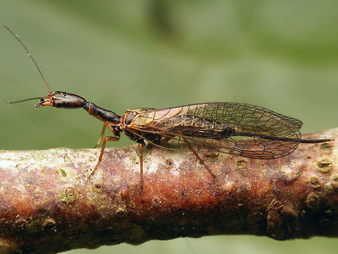 Atlantoraphidia maculicollis Female Female snakefly Atlantoraphidia maculicollis Atlantoraphidia,Atlantoraphidia maculicollis,Netherlands,Raphidiidae,Raphidioptera,Snakefly
