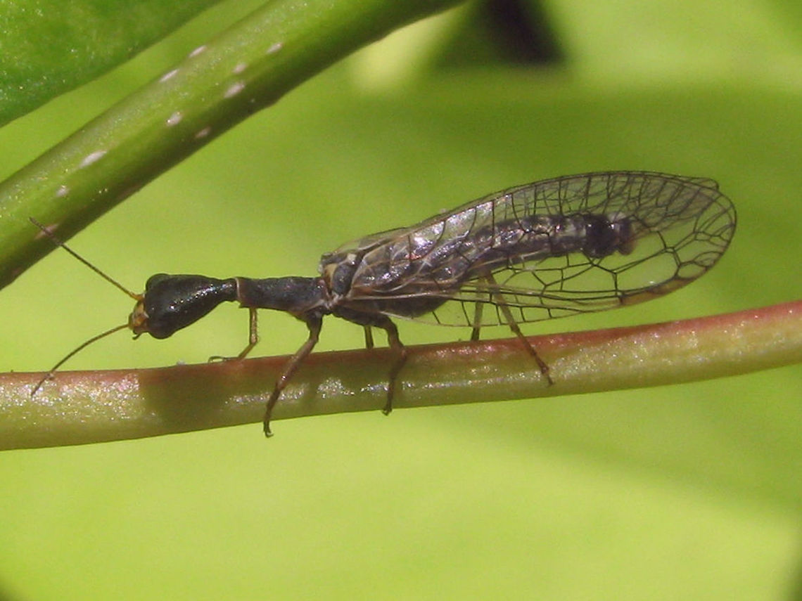 Xanthostigma xanthostigma Male Male Xanthostigma xanthostigma Netherlands,Raphidiidae,Raphidioptera,Snakefly,Xanthostigma,Xanthostigma xanthostigma